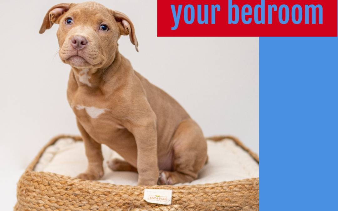Pet-Proofing Your Bedroom